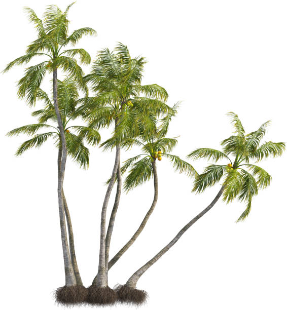 istock Side view of Coconut palm trees - Cocos Nucifera 2154517918