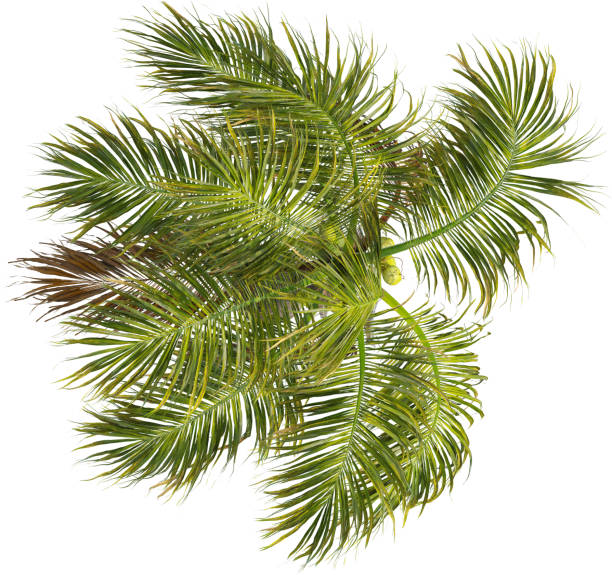 istock Top view of Coconut palm tree - Cocos Nucifera 2154518275