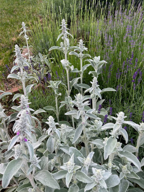 istock Lamb's Ear Plants and Lavender 2154518339