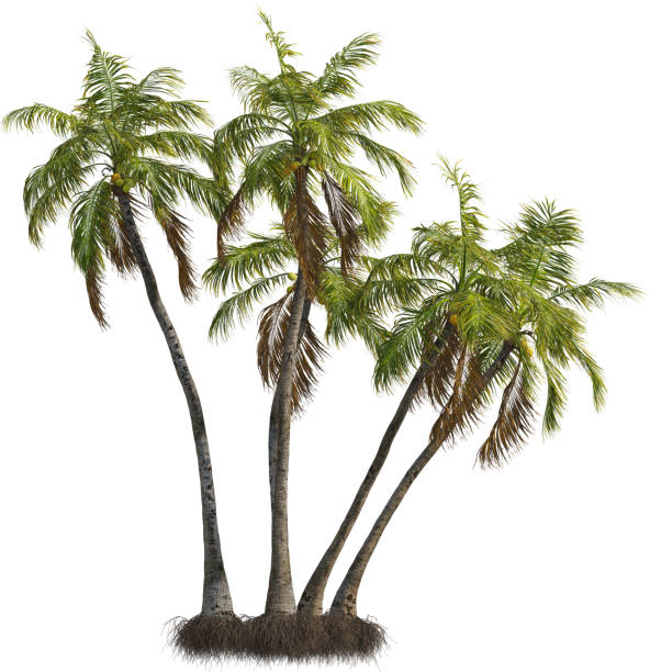 istock Side view of Coconut palm trees - Cocos Nucifera 2154518340