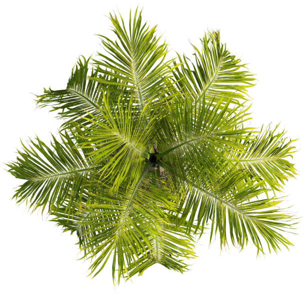 istock Top view of Coconut palm tree - Cocos Nucifera 2154518341