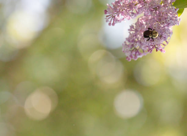 Bumblebee on pink lilac flowers against blurred nature background
