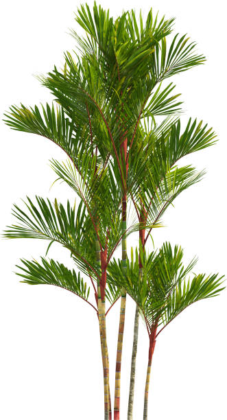 istock Side view of  Red Sealing Wax palm tree - Cyrtostachys Renda 2154518610