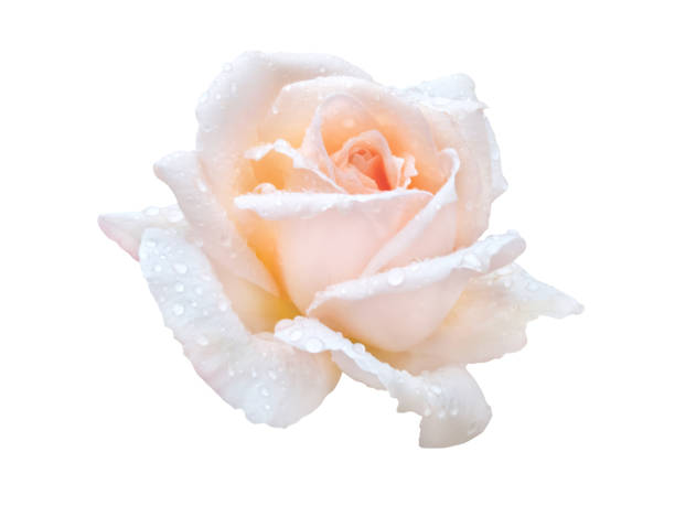 Orange pink rose flower with water drops isolated on white. Elegant hybrid tea rose bloom. Classic rose bloom shape.