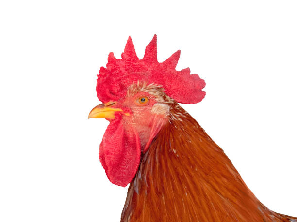istock Rooster with a big red comb isolated on white 2154519873