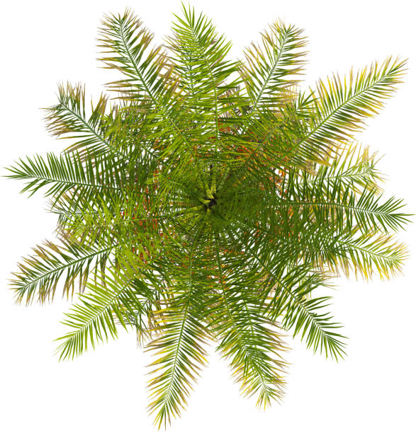 istock Top view of Silver Date palm tree - Phoenix Sylvestris 2154522863