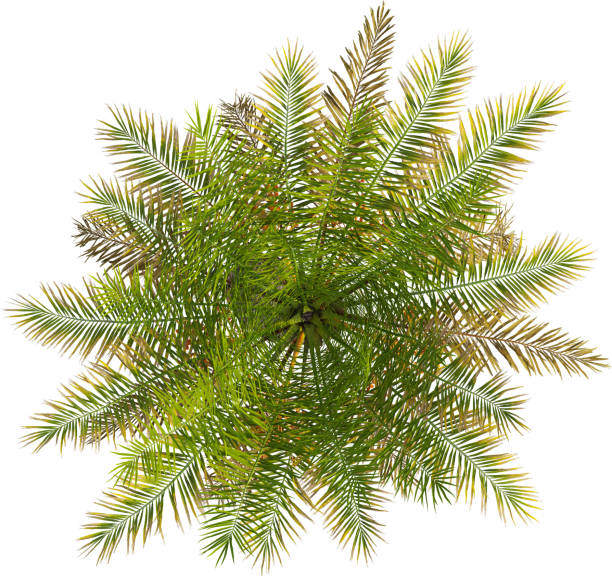 istock Top view of Silver Date palm tree - Phoenix Sylvestris 2154523007
