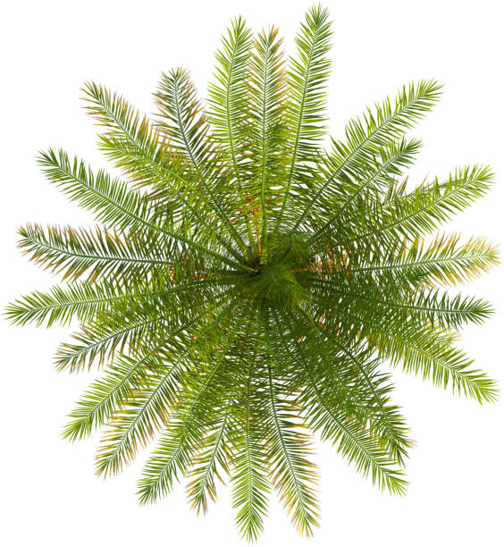 istock Top view of Silver Date palm tree - Phoenix Sylvestris 2154523125
