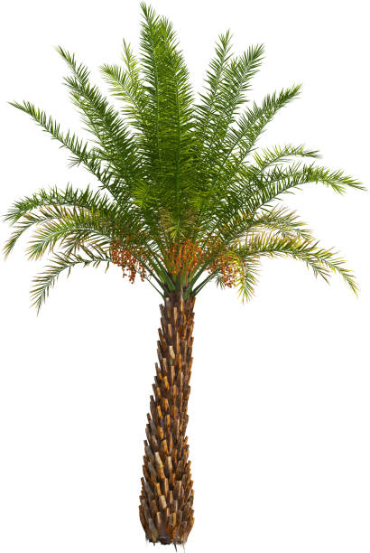 istock Side view of Silver Date palm tree - Phoenix Sylvestris 2154523126