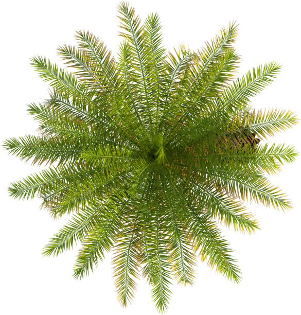 istock Top view of Silver Date palm tree - Phoenix Sylvestris 2154523279