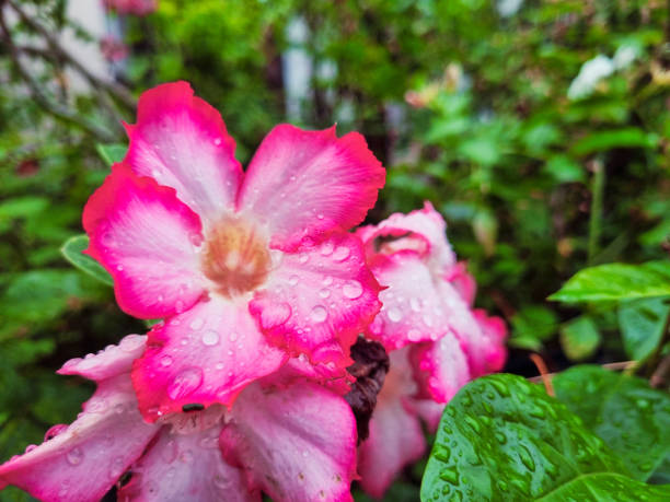 istock Close Up pink white flower after raining 2154523459