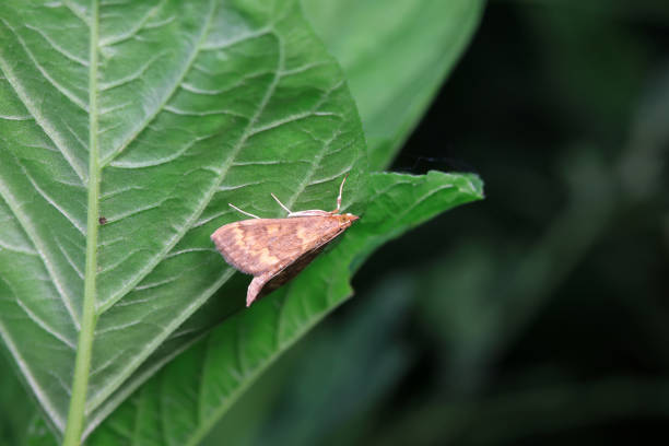 Lepidoptera insects in the wild, North China