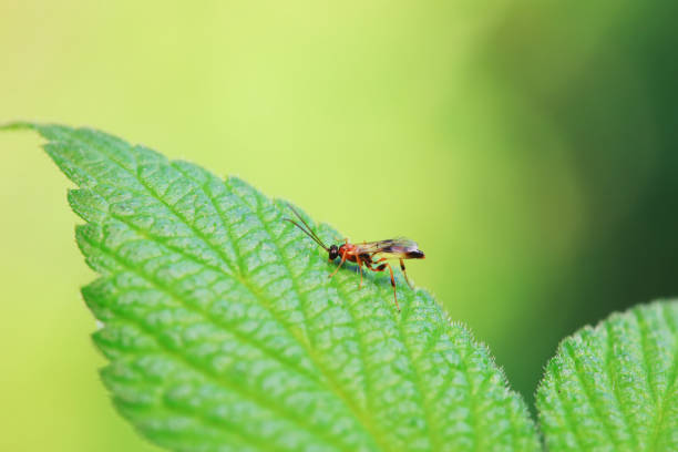 Bee insects in the wild, North China