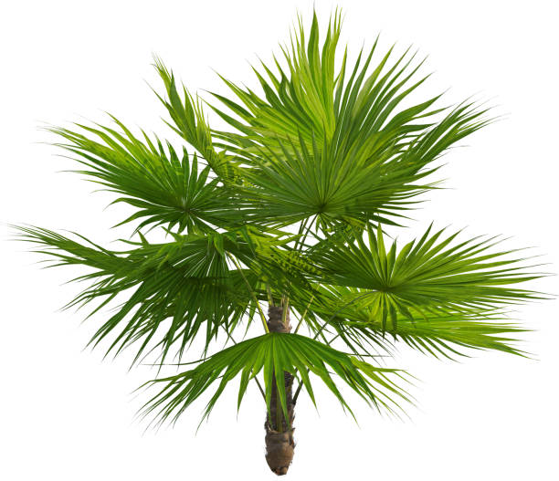 istock Side view of Footstool Palm tree - Saribus Rotundifolius 2154524569