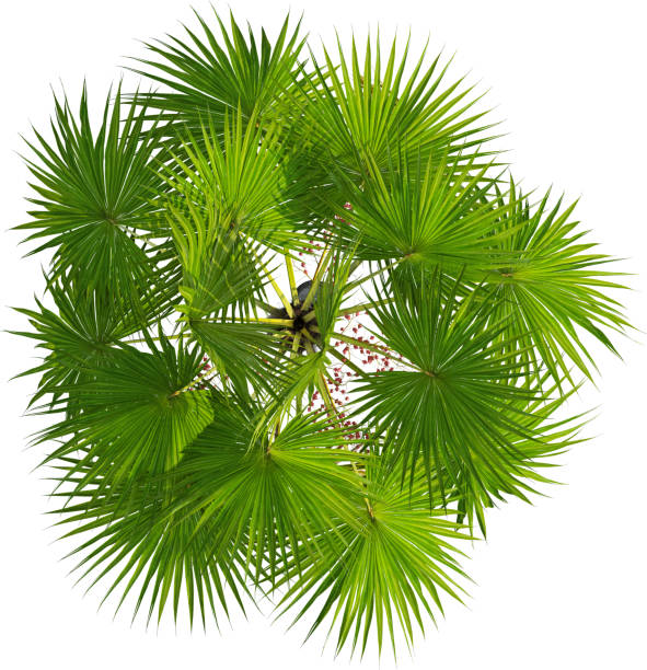 istock Top view of Footstool Palm tree - Saribus Rotundifolius 2154524626