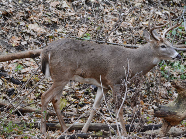 istock Autumn Buck In Upland Forest 2154525638