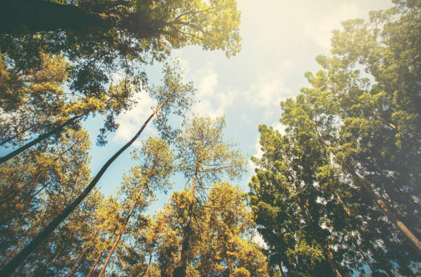 istock Trees in a tropical rain forest seen from below, both for background and design. 2154526338