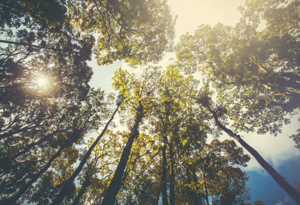 Trees in a tropical rain forest seen from below, both for background and design.