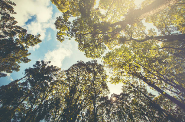 istock Trees in a tropical rain forest seen from below, both for background and design. 2154526398