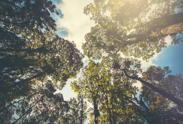 istock Trees in a tropical rain forest seen from below, both for background and design. 2154526402