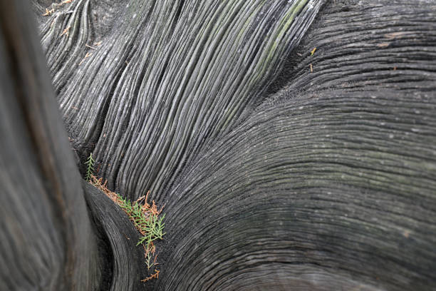 Trunk texture structure of Platycladus orientalis