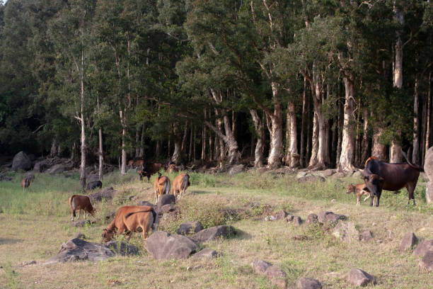 istock Cattle in  the Upper Shing Mun Reservoir , hong kong 2154527947