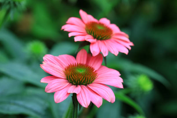 istock Beautiful pinecones and chrysanthemums bloom in the park, Beijing 2154528158