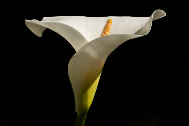 istock Arum or white calla (Zantedeschia aethiopica) in flowering in spring. 2154530529