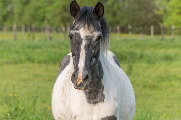 portrait of black horse in pencil drawing style