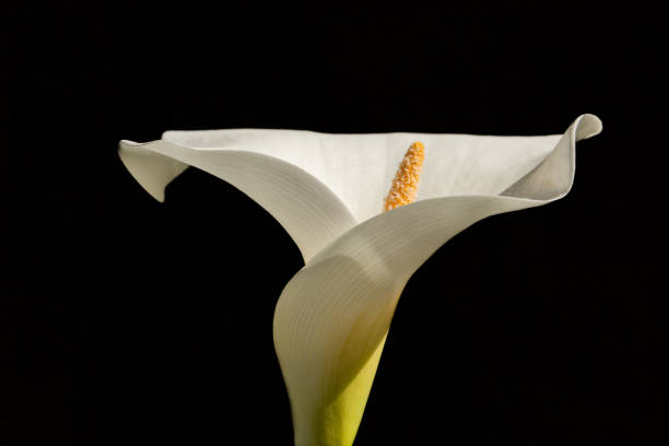 istock Arum or white calla (Zantedeschia aethiopica) in flowering in spring. 2154530542