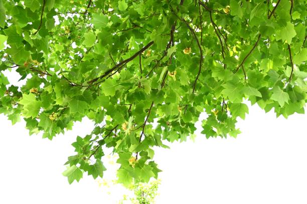 Tulip tree (Liriodendron tulipifera) flowers. Magnoliaceae deciduous tree. Yellow-green flowers with orange markings bloom upward in early summer.