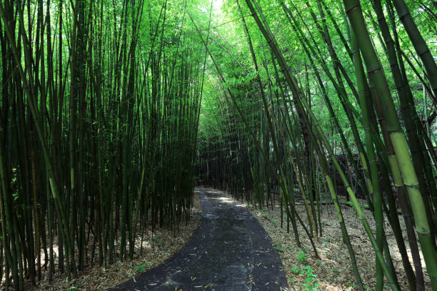 Green bamboo in Beijing Botanical Garden