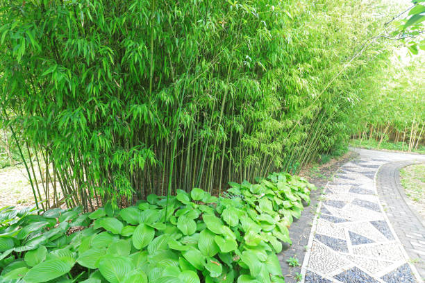 istock Green bamboo in Beijing Botanical Garden 2154532510