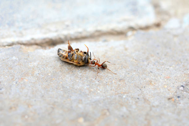 istock Ants carry dead bees on the ground 2154535071