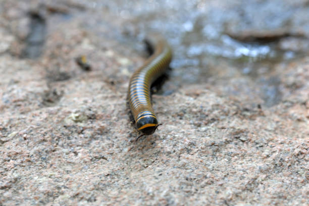 Close up of an ommatoiulus moreleti, Portuguese millipede,  a herbivorous millipede native to the western Iberian Peninsula