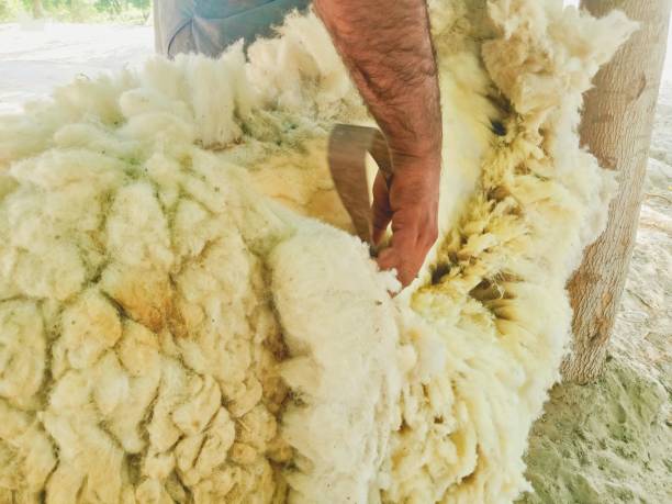 istock Sheep hair shaving 2154536945