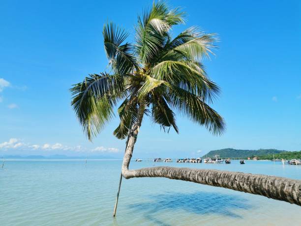 Curved coconut tree next to the sea and mountains behind