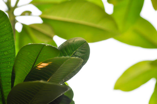 leaf background, pagoda tree or frangipani or temple tree and rain drop on the leaf or rain droplet