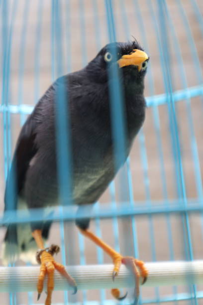 istock black starling in a cage 2154539619