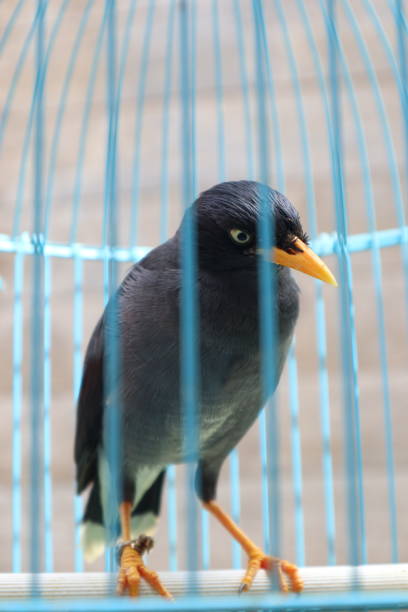 istock black starling in a cage 2154539640