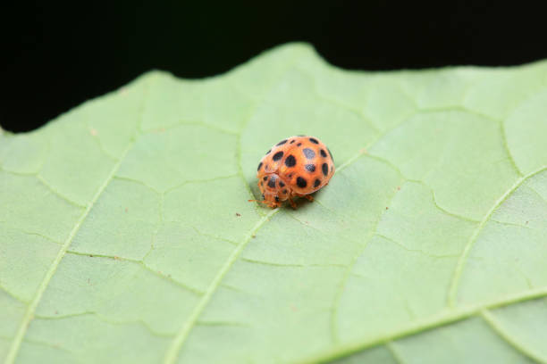 Psyllobora vigintiduopunctata 22-Spot Ladybird Beetle Insect. Digitally Enhanced Photograph.