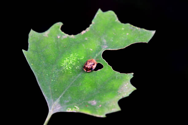 Butterfly eggs in a leaf.