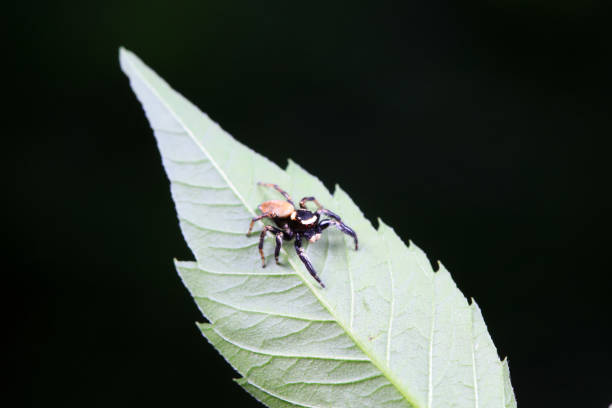 Jumping Spider
