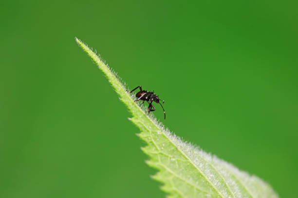 Hemiptera bugs in the wild, North China