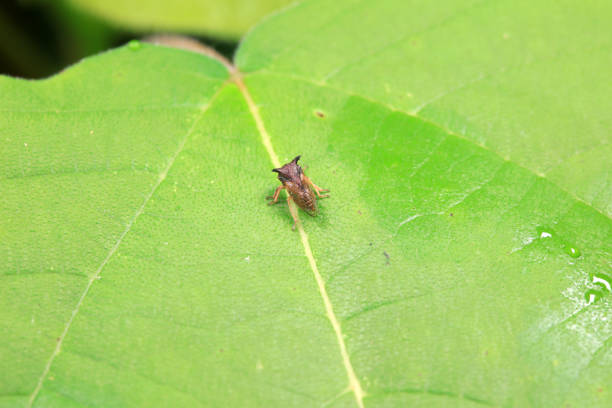 Leaf cicada on wild plants, North China