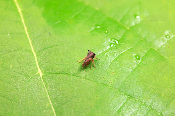 istock Leaf cicada on wild plants, North China 2154541571