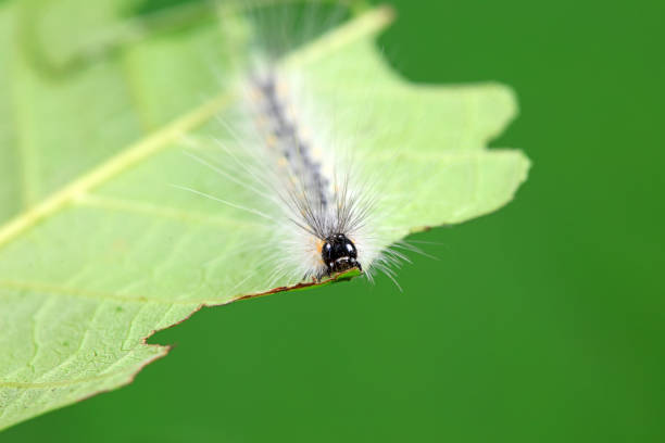 Lepidoptera larvae in the wild, North China