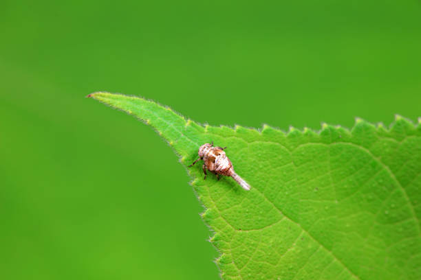 Hemiptera wax Cicadellidae insects on wild plants, North China