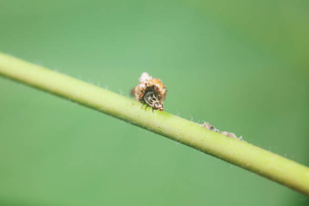 Focus stacked macro photograph of a  Ladybug Larvae on a leaf.