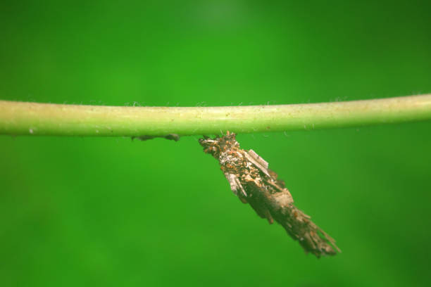 Lepidoptera larvae in the wild, North China